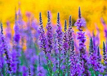 《地平线：西部禁域》跳票 2022年2月18日发售